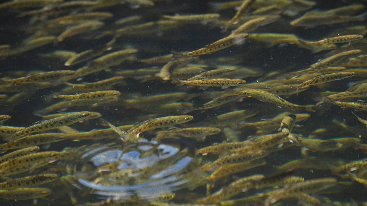 KRG launches fish stocking initiative with 200,000 fingerlings in Dukan lake