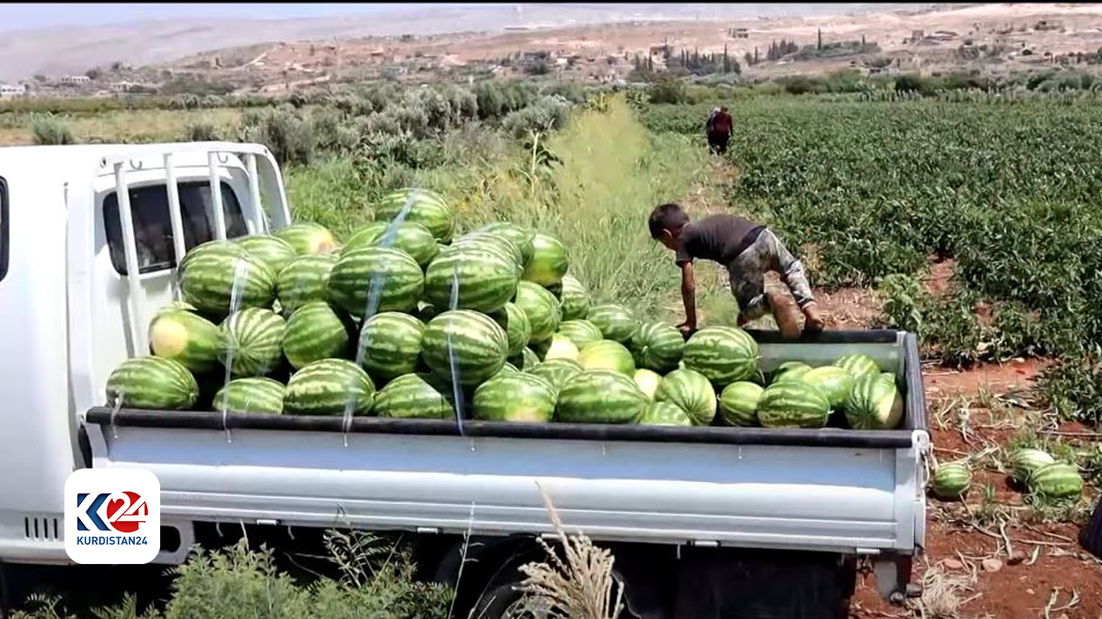 Cotkarên Efrînê: Berhema me ya zebeşan kêm bûye û alî alîkariya me nake