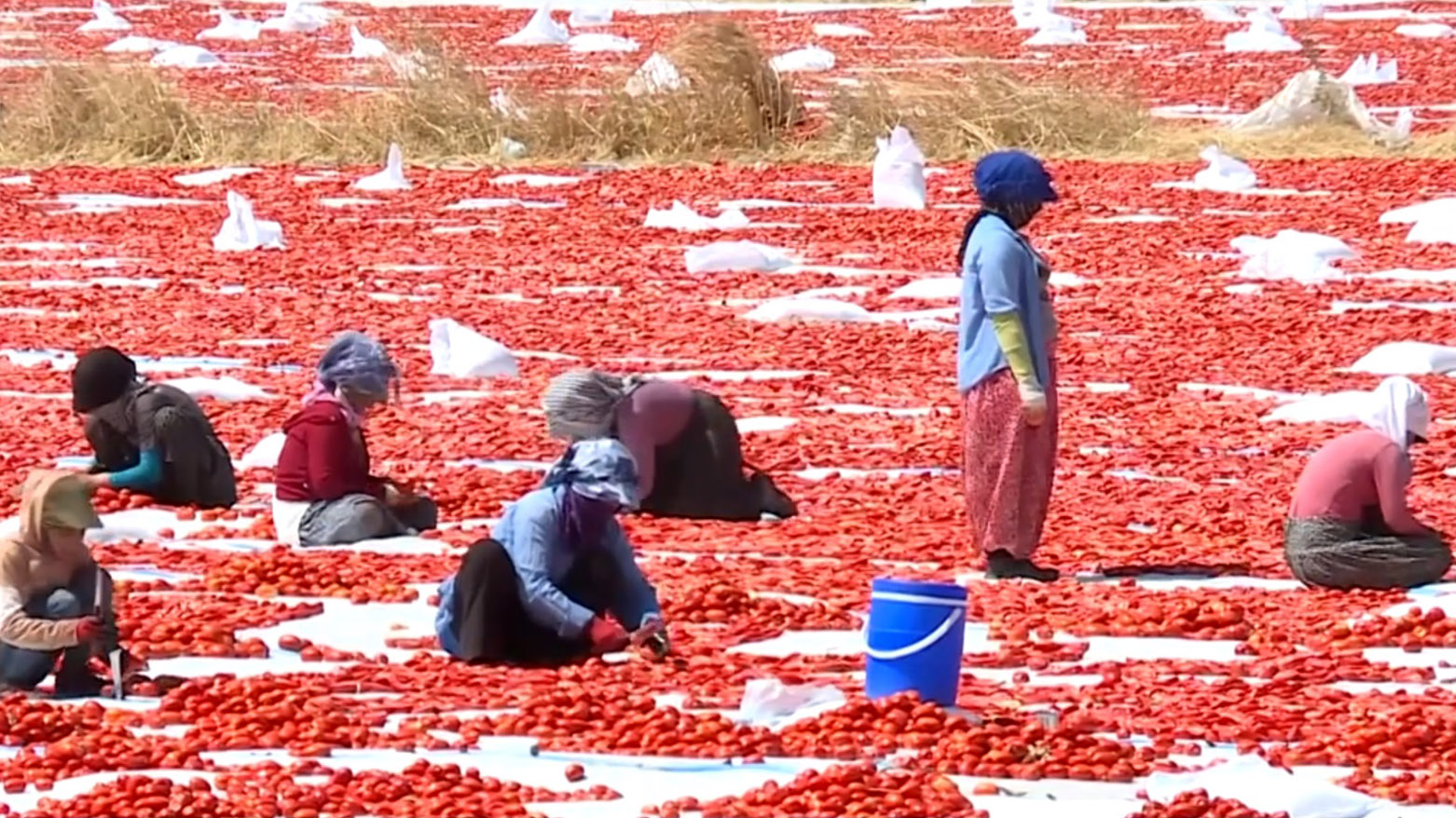 Firingiyên hişkkirî yên Diyarbekirê bo Ewropa û Amerîka tên şandin