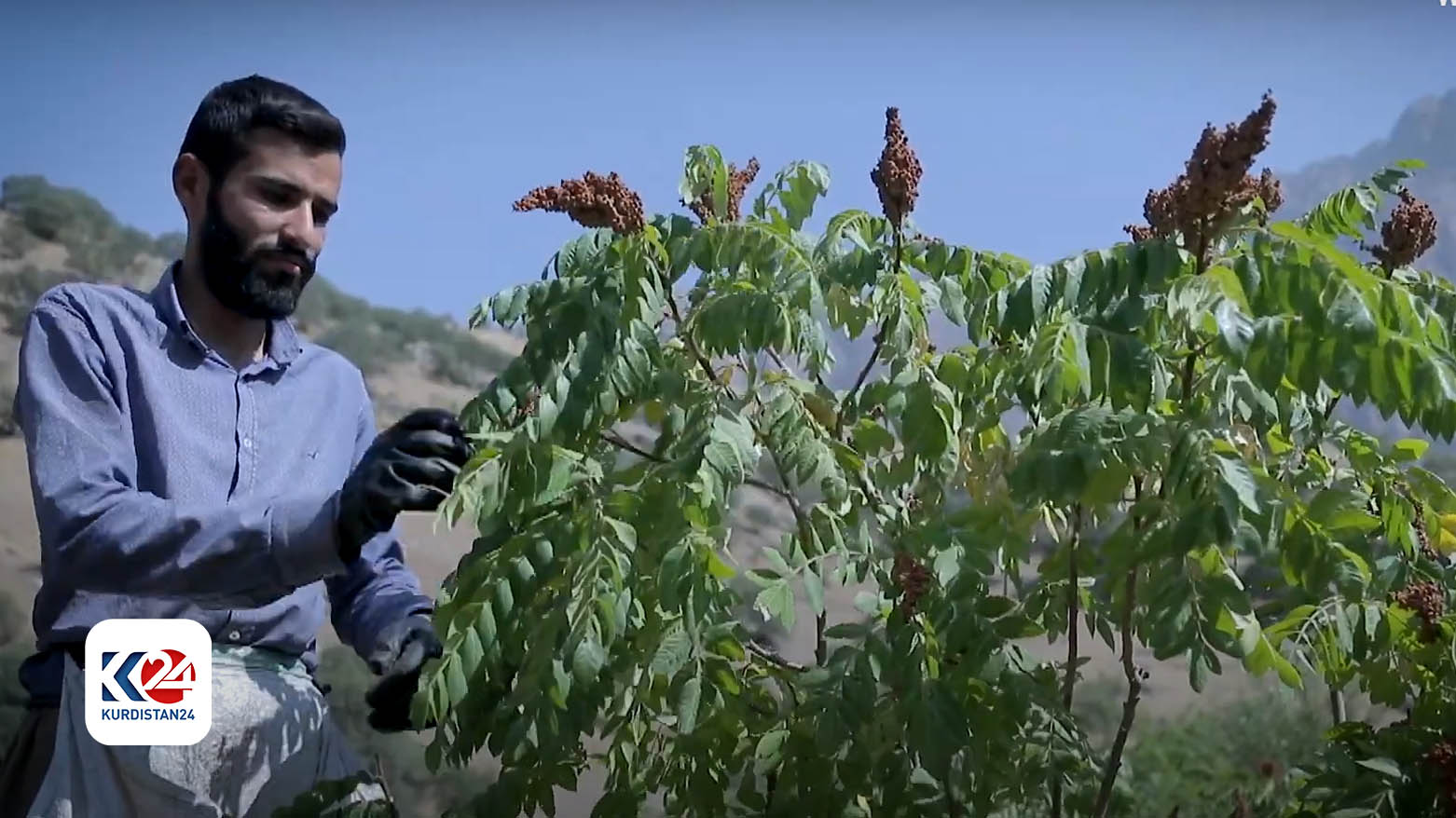 سماق عقرة يزين مرتفعات بيرس.. وجودته الفاخرة تفتح أمامه باب التصدير على مصراعيه