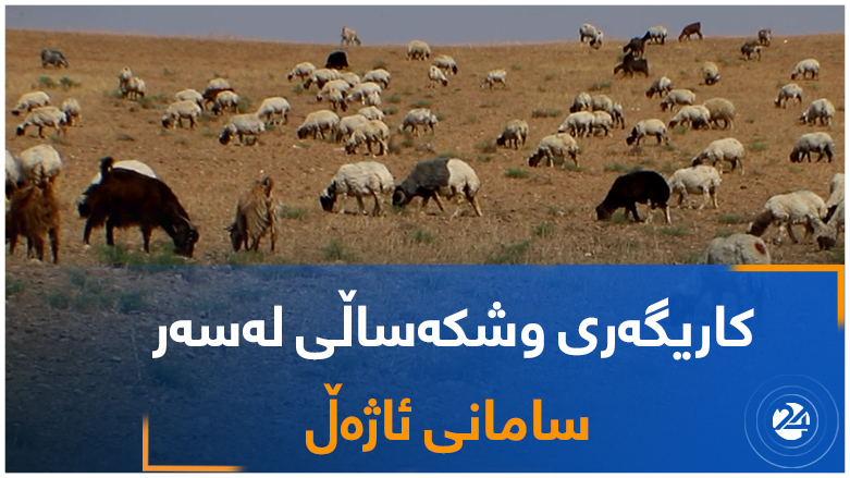 کاریگەری وشکەساڵی لەسەر سامانی ئاژەڵ