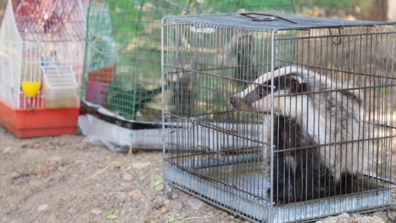 A badger confiscated from a wildlife market in Erbil waits to be released with other trafficked wildlife in Sami Abdul Rahman Park, June 6, 2021. (Photo: Erbil Governorate)