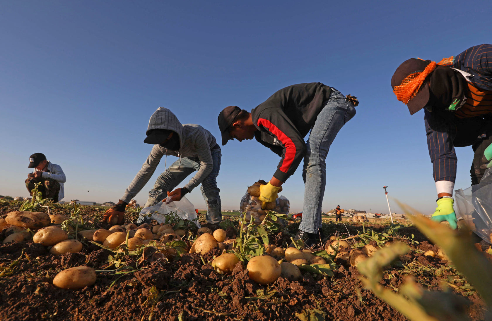 آغاز برداشت سیب زمینی در بَردَرَش