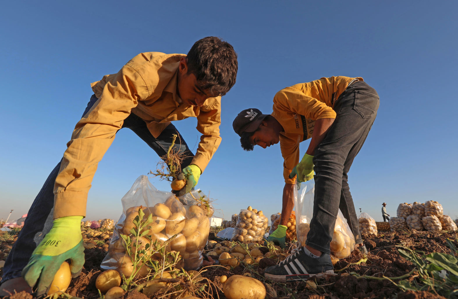 آغاز برداشت سیب زمینی در بَردَرَش