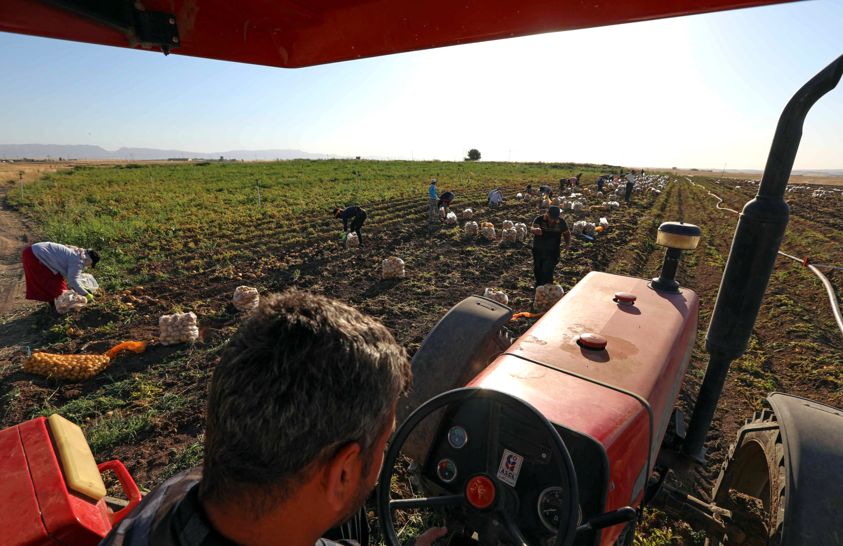 آغاز برداشت سیب زمینی در بَردَرَش