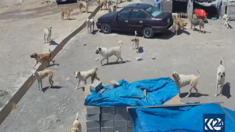 Dogs roam in an animal shelter in the Kurdistan Region. (Photo: Kurdistan 24)
