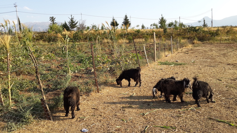 Kurdish black goats in Delzyan, Soran region, 2016. (Photo: Yadgar Ismail)