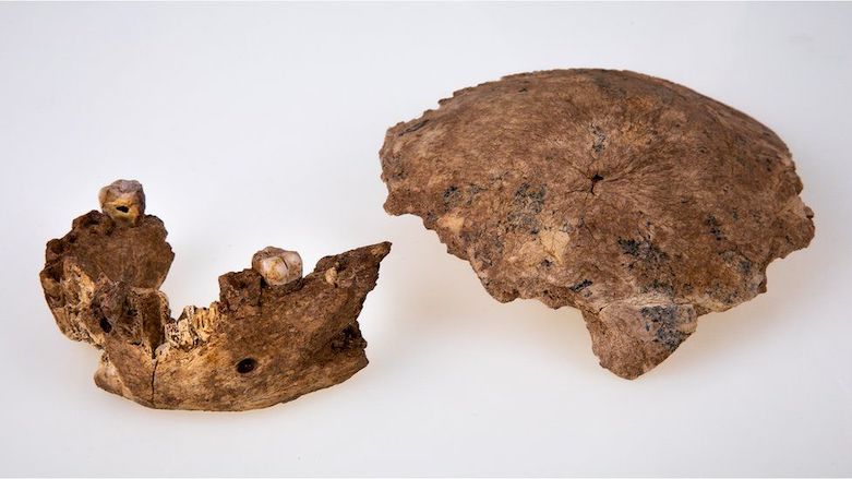 Bones belonging to a "new type of early human" previously unknown to science have been found in Israel, researchers in Ramla said. (Photo: Avi Levin, Ilan Theiler/Sackler Faculty of Medicine/Tel Aviv University)