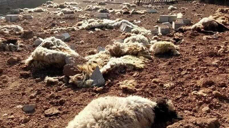 Dozens of sheep were killed in a Turkish airstrike in the Amedi district of the Kurdistan Region’s Duhok province, June 24, 2021. (Photo: Social Media)