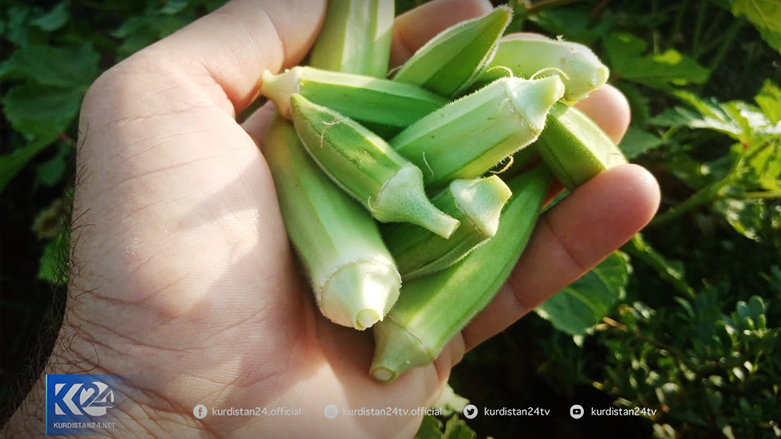 جانب من محاصيل قرية كولكن في إقليم كوردستان - تصوير: كوردستان 24