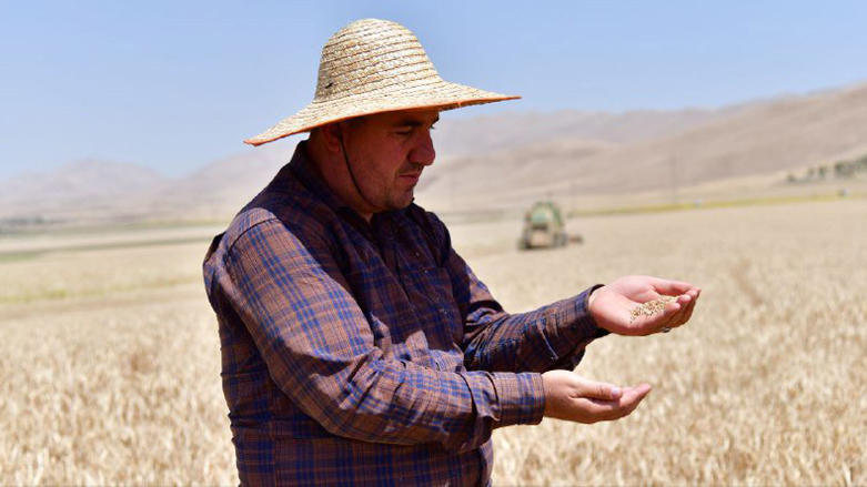 A Kurdish farmer inspects his wheat after harvesting, May 28, 2022. (Photo: Dana Hama Gharib/Kurdistan 24)