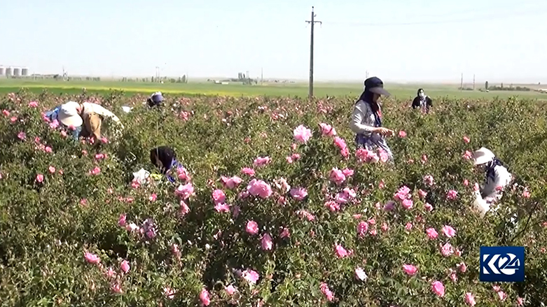 Li Rojhilatê Kurdistanê werzê çinîna gulan dest pê kir