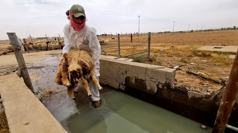 An Iraqi veterinarian worker in protective kits carries a sheep into a pool of disinfectants against Crimean-Congo fever in Kirkuk, May 10, 2022. (Photo: Soran Kamaran/Kurdistan 24)