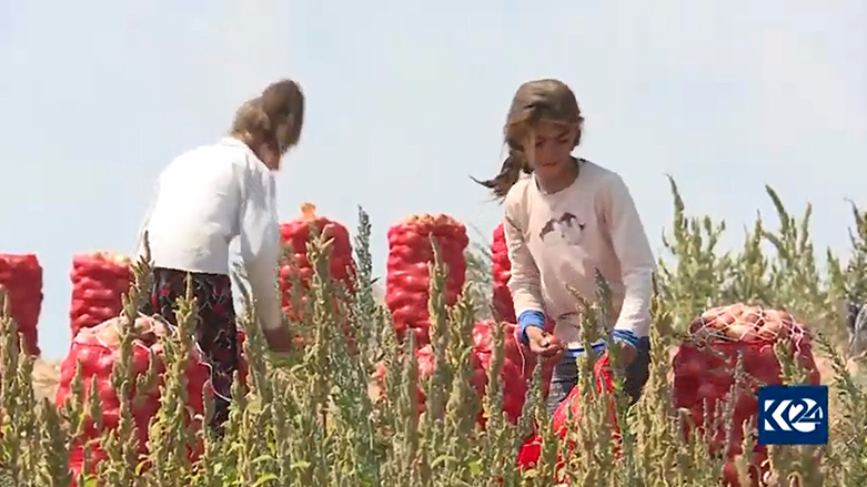 Koman: Li Tirkiyê zêdetir ji 2 milyonan zarokên karker hene