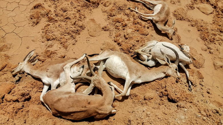 Газели Рима умерли от недоедания и отсутствия ухода на объекте в южной провинции Ирака Аль-Мутанна, 27 мая 2022 года. (Фото: Sawa Reserve/AFP)