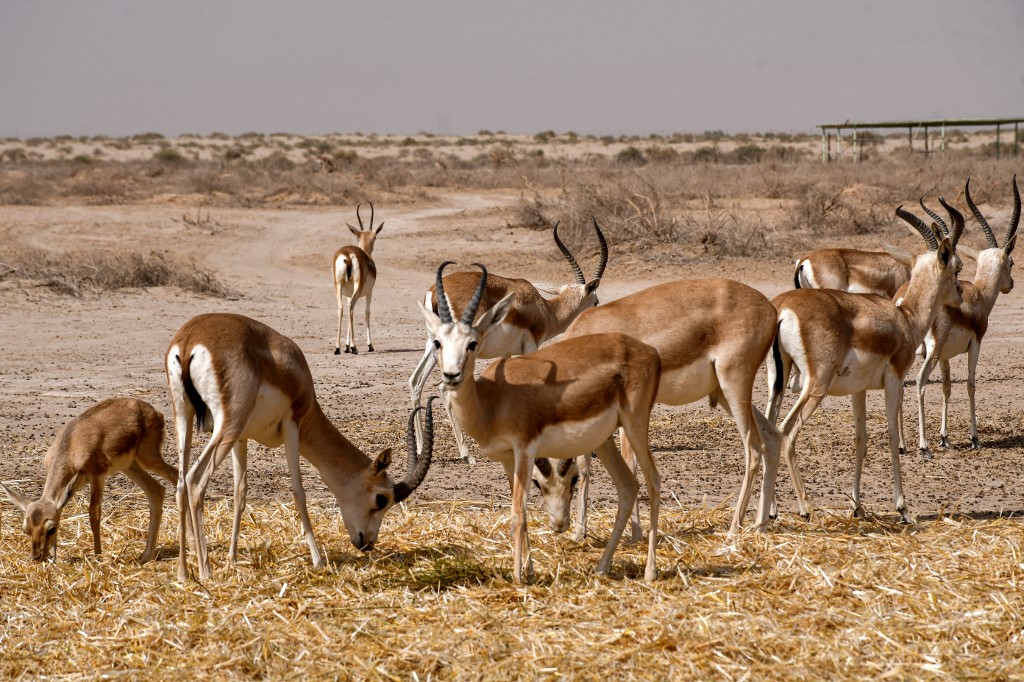 Rhim gazelles graze at the Sawa wildlife reserve in the desert of Samawa in Iraq's southern province of al-Muthanna June 8, 2022. (Photo: Asaad Niazi/AFP)