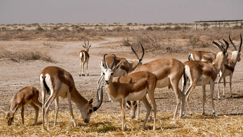 Rhim gazelles graze at the Sawa wildlife reserve in the desert of Samawa in Iraq's southern province of al-Muthanna, June 8, 2022 (Photo: Asaad Niazi/AFP)