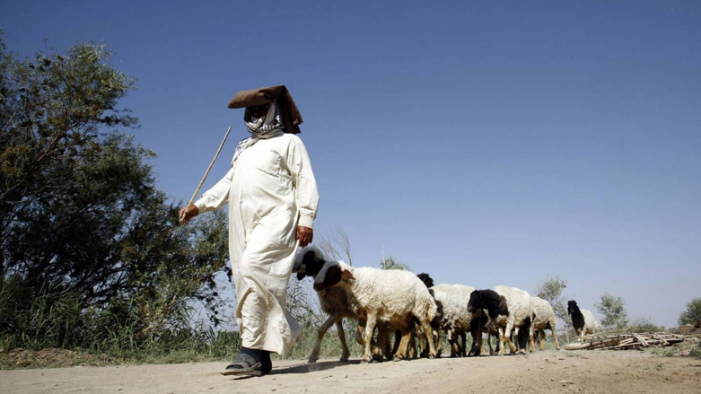 المرض الفيروسي ينتقل عن طريق الماشية - صورة: الاتحاد