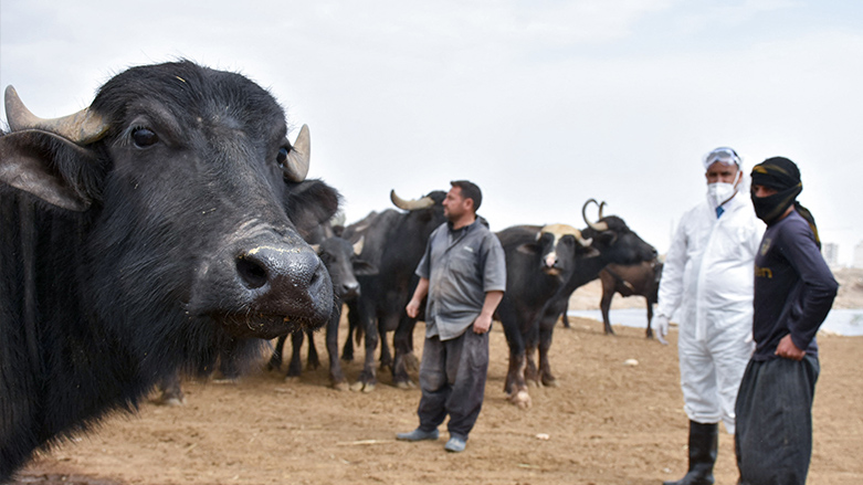A member of a veterinary team talks to farmers during a cattle disinfection campaign in Iraq's Kirkuk, May 7, 2022. (Photo: Shwan Nawzad/AFP)