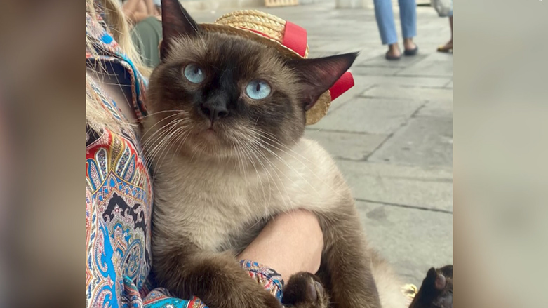Cleopatra, a Siamese breed cat, has been gone missing for over three weeks in Erbil, triggering a search mission in both the capital and Sulaimani by the owner. (Photo: Courtesy of Halli Hadi)
