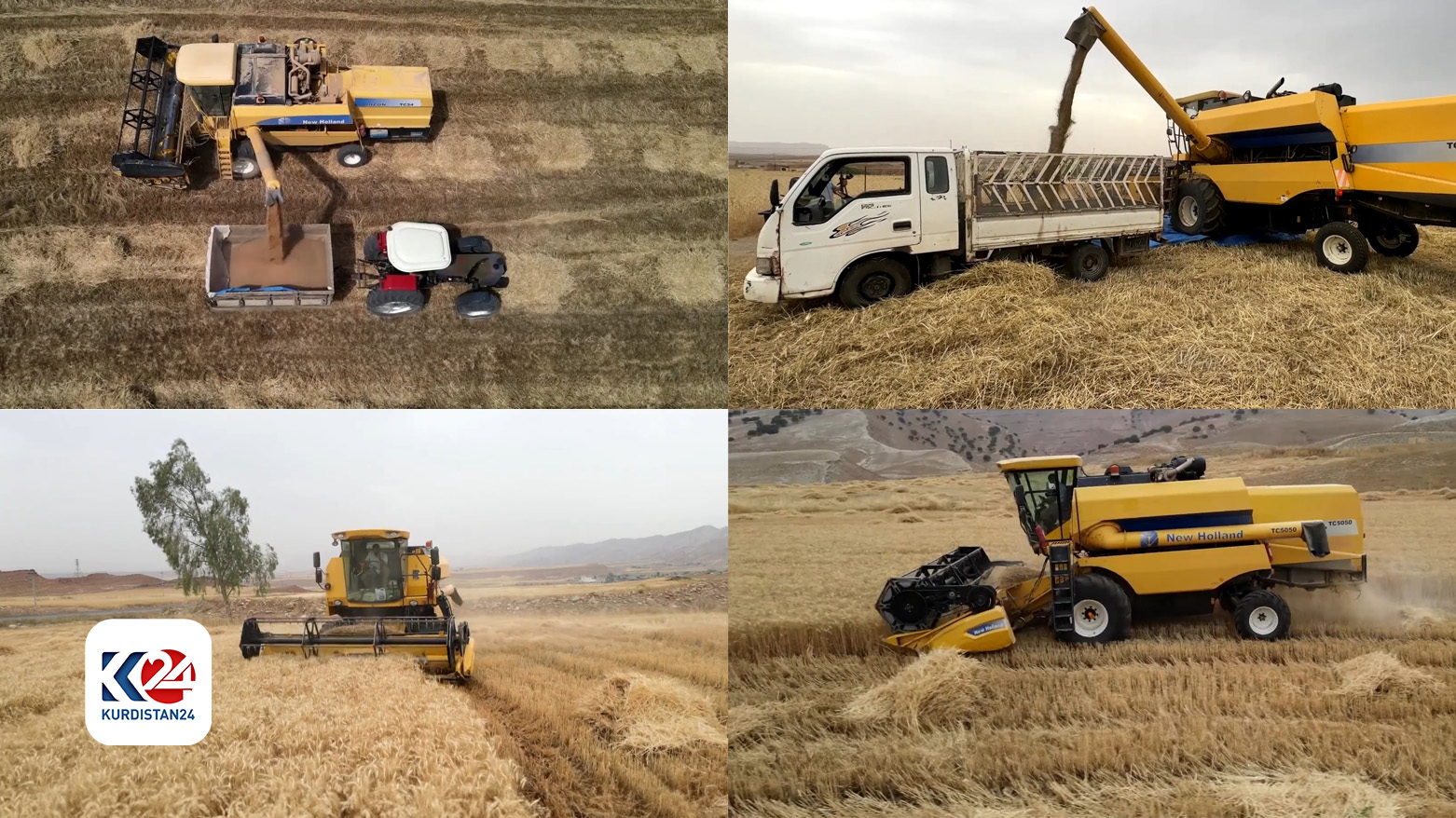 The harvesting process in four pictures. (Photo: Kurdistan 24)