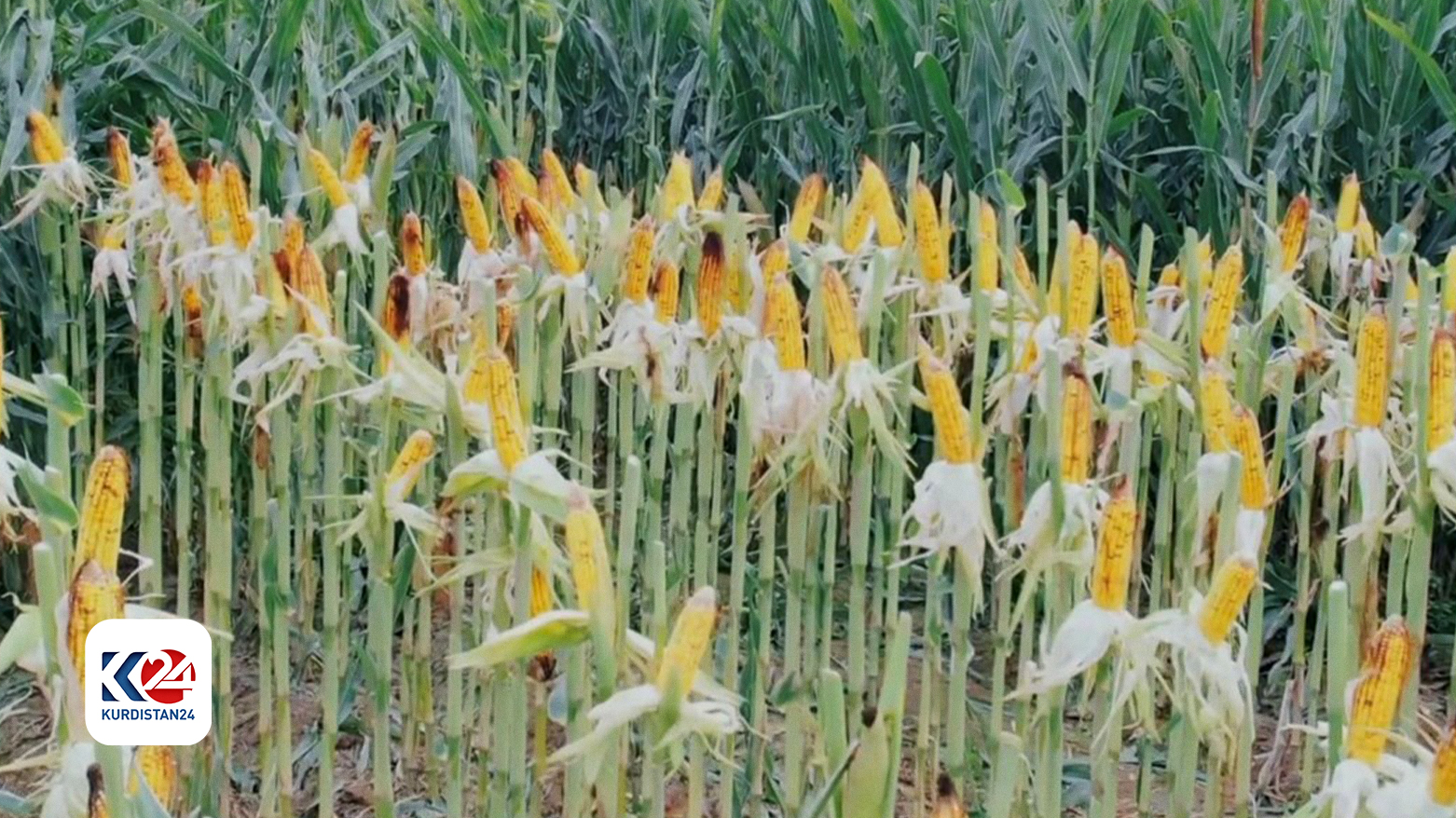 Sweetcorn producing hits 300 thousand tones sweetcorn