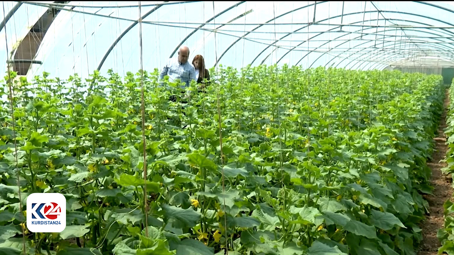 Inside of one of those greenhouses in Bazian. (Photo: Kurdistan 24)