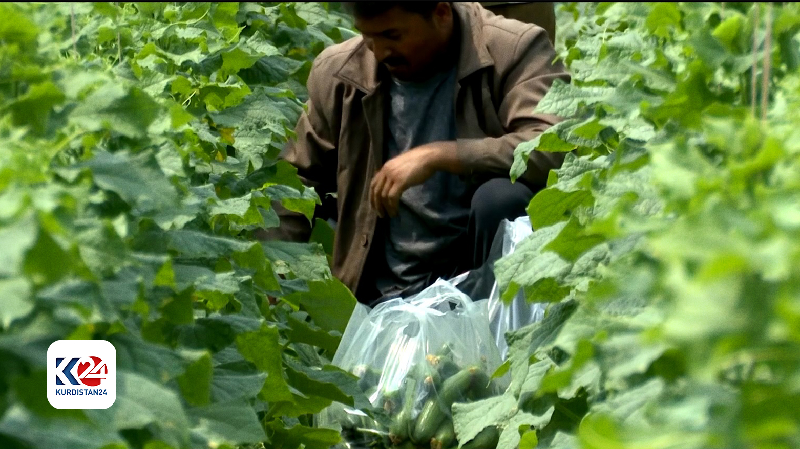 A farmer picking the product. (Photo: Kurdistan 24)