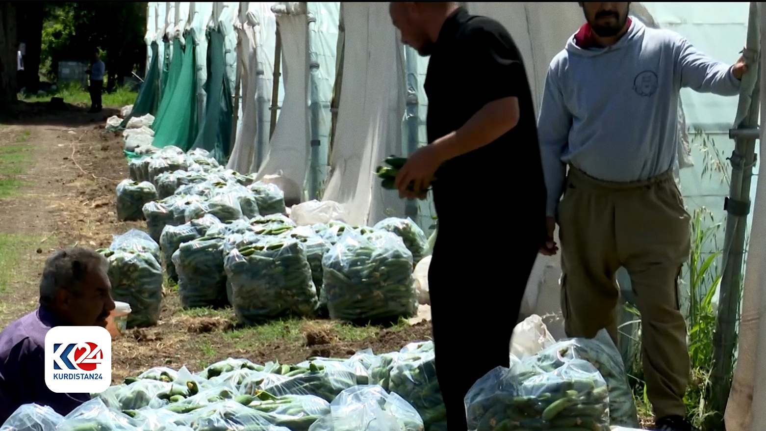 The farmers have collected their daily products from the greenhouses. (Photo: Kurdistan 24)