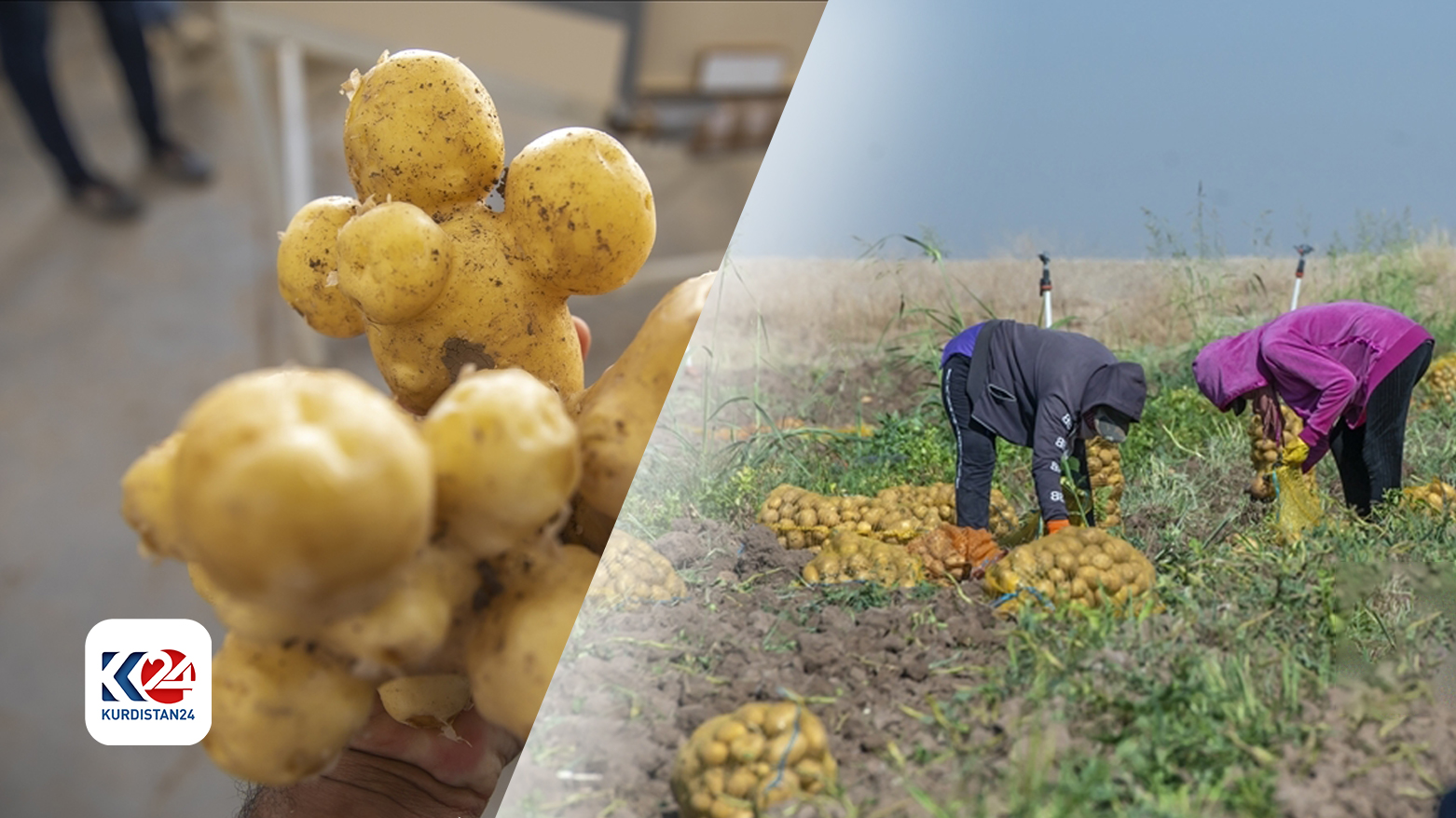 Kurdistan Region's potato harvest exceeds domestic needs, eyes export markets