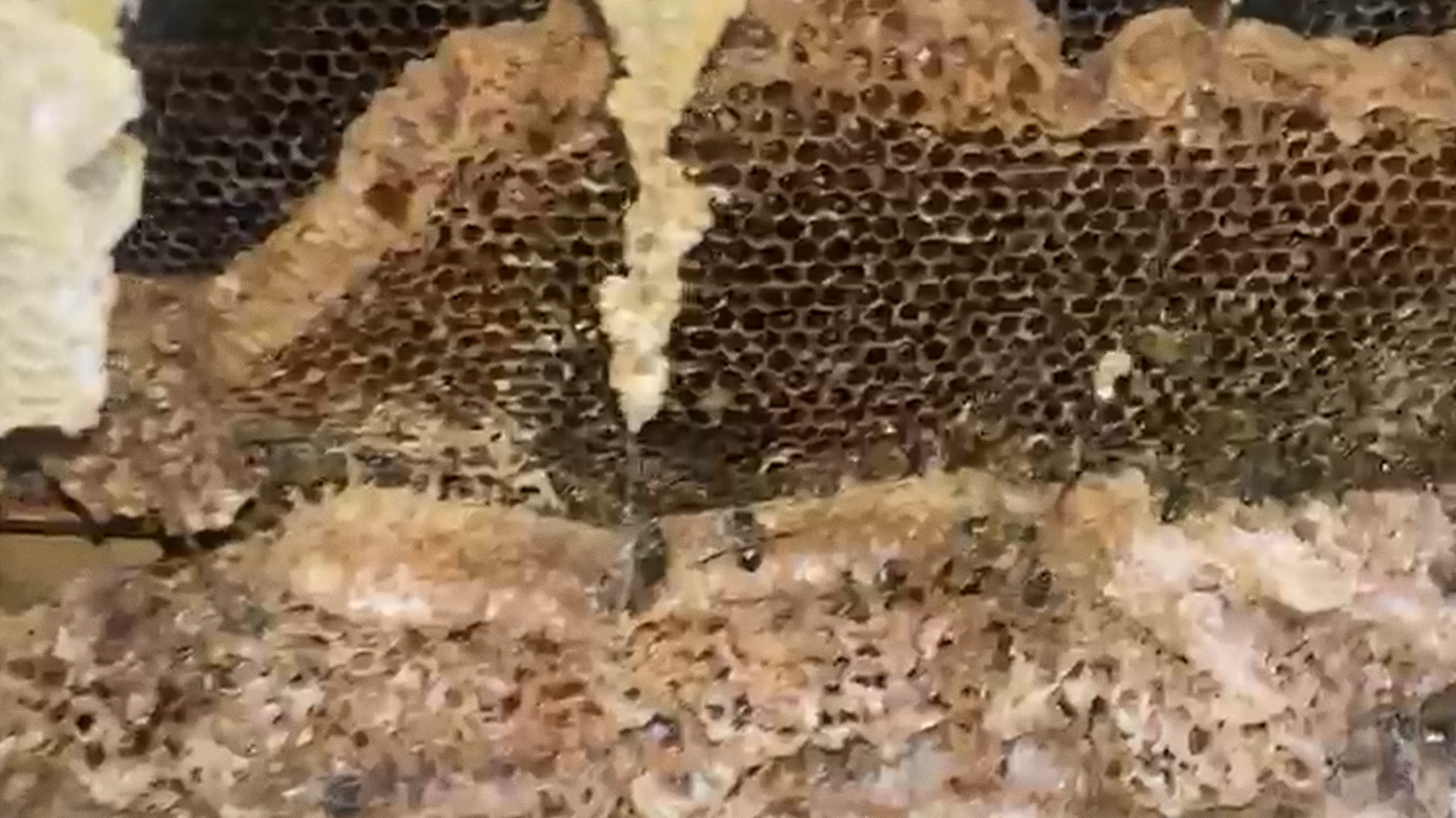 لەناوچوونی و مردنی هەنگەکانی پارێزگای هەولێر
