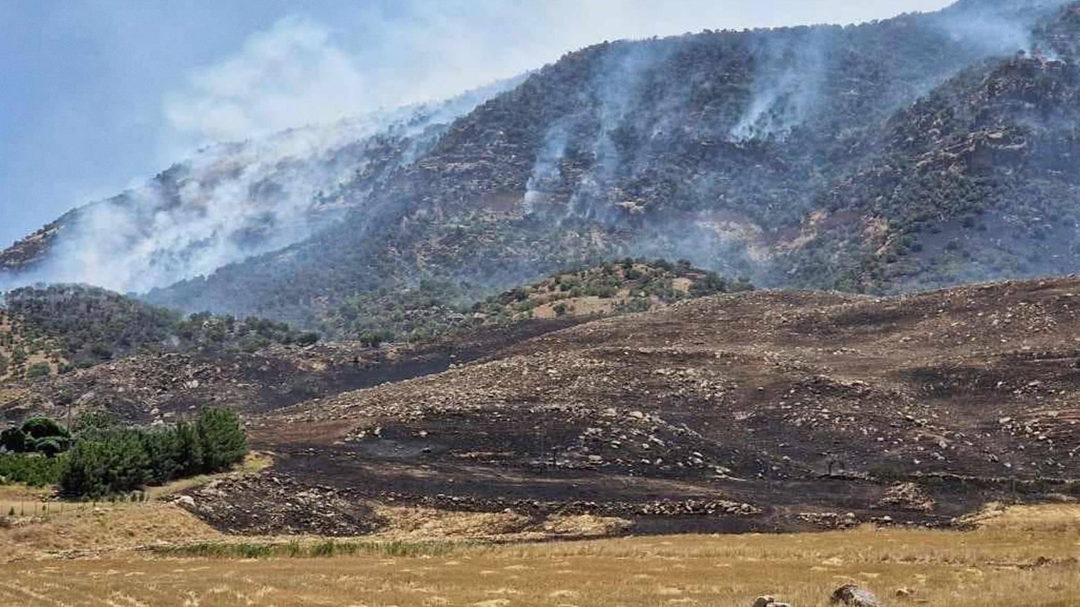 Person arrested for burning 500 acres of forest in Arbat district