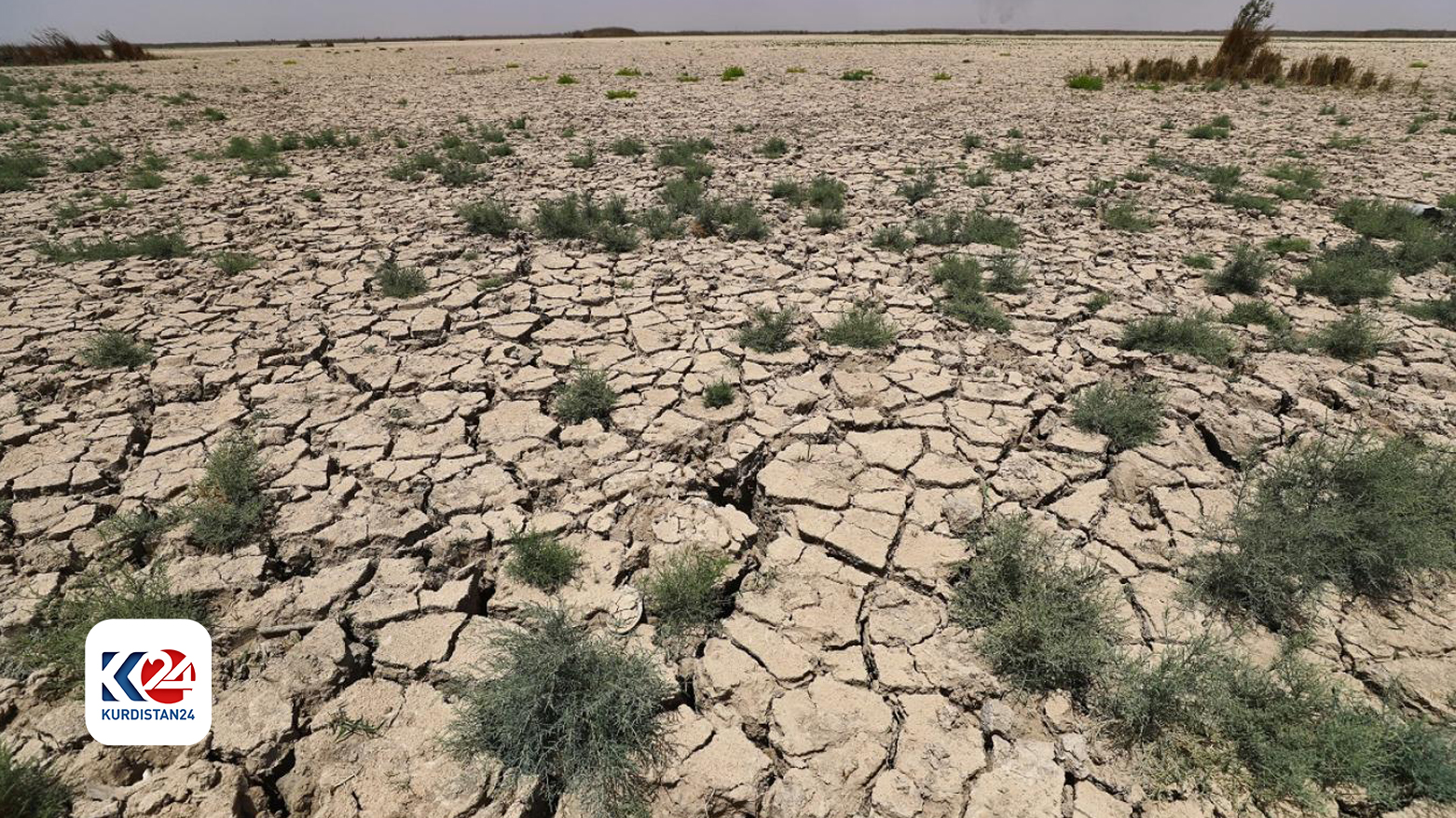 ڕێژەی سەوزایی لە عێراق سەدا 17ـیە و پێویستە 15 ملیار نه‌مام بچێندرێن