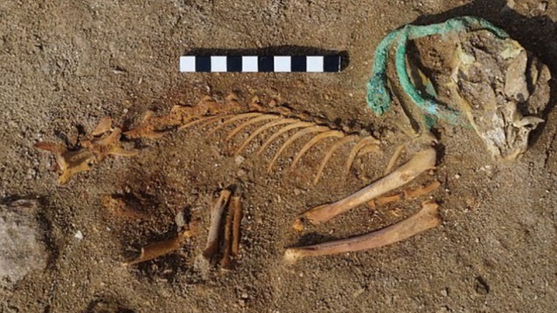 Mısır'da eski hayvan mezarlığı