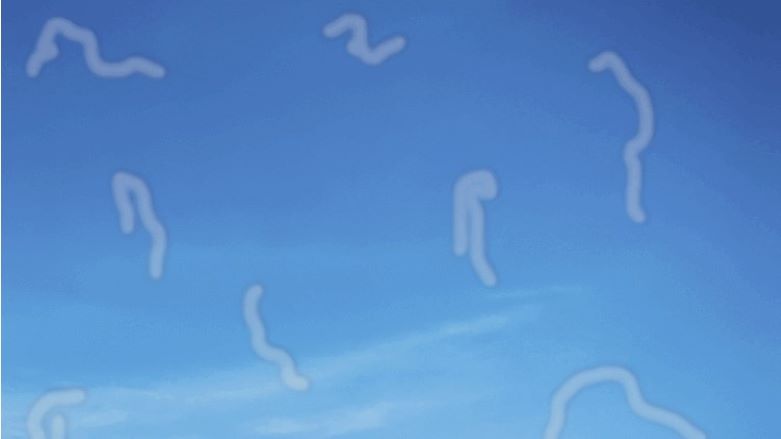 شریتی سپی چاو