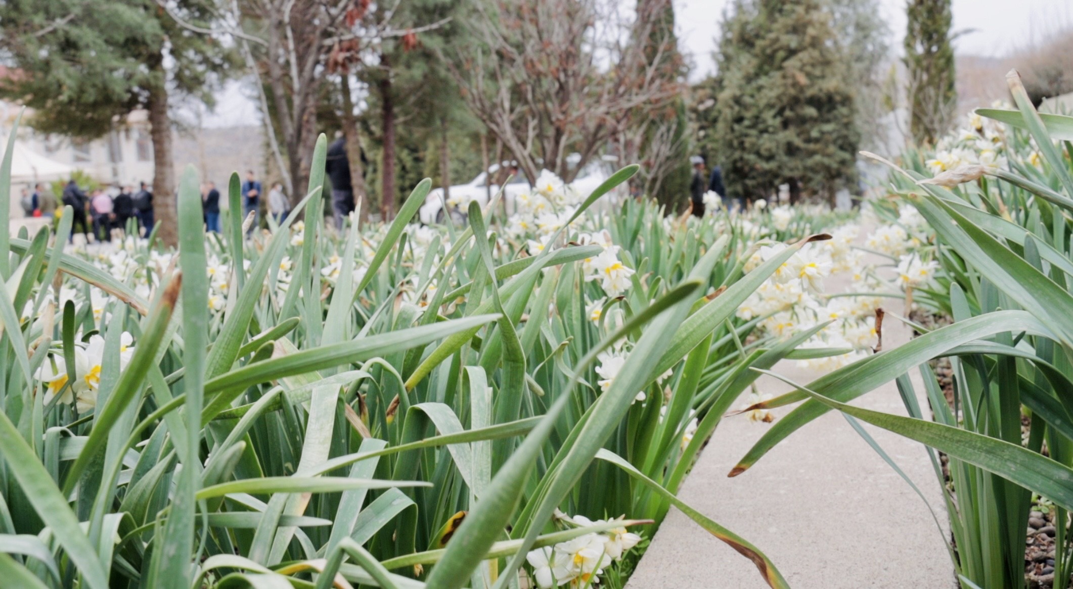 Narcissuses festival in Bablo, Duhok, Mar. 3, 2022 (Photo: Kurmanj Nhili).