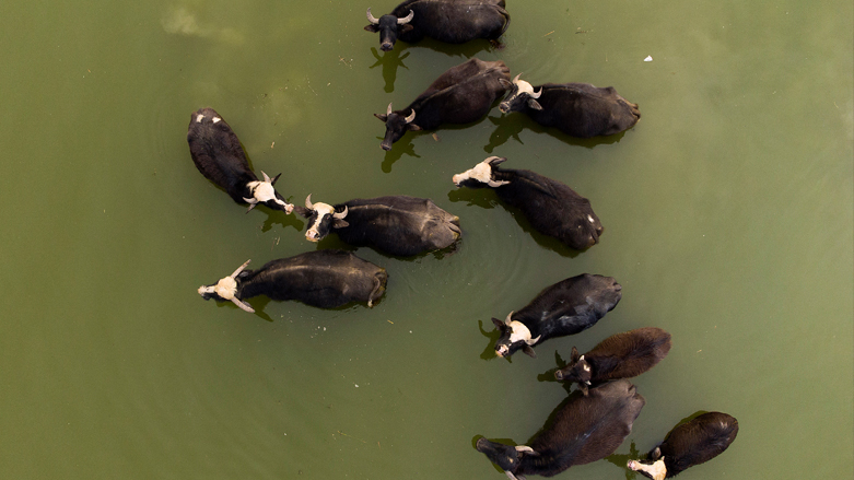 An aerial picture shows cattle in the shallow waters of the Shatt Al-Arab river in the southern Iraqi port city of Basra, March 21, 2022. (Photo: Hussein Faleh/AFP)