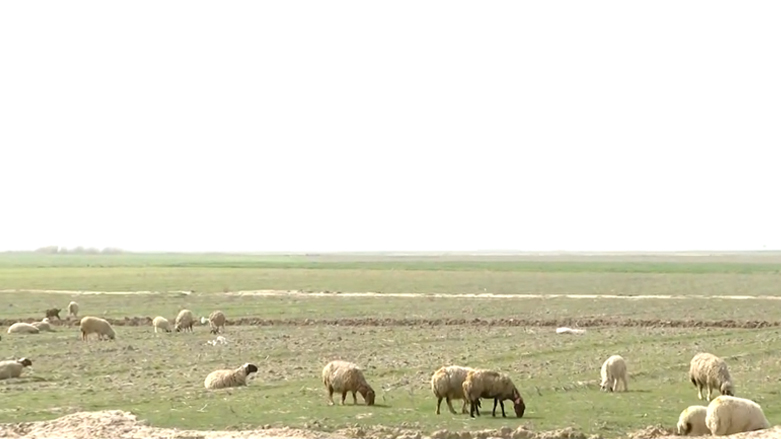 زمینهای کشاورزان کورد در داقوق