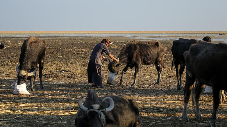 Water buffalo herders in the marshes of Chibayish feed their animals after back to back drought severely reduced available food stocks in Dhi Qar province, Iraq, on Nov. 19, 2022. (Photo: Anmar Khalil/ AP)