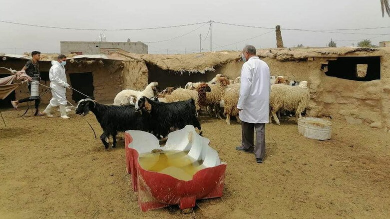 A number of agricultural workers spray livestock to prevent spread of VHFs in an Iraqi province. (Photo: Handout/Iraqi Ministry of Agriculture)