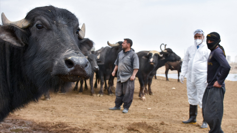 A member of a veterinary team talks to farmers during a cattle disinfection campaign in Iraq's northern city of Kirkuk, on May 7, 2022. (Photo: Shwan Nawzad/AFP)