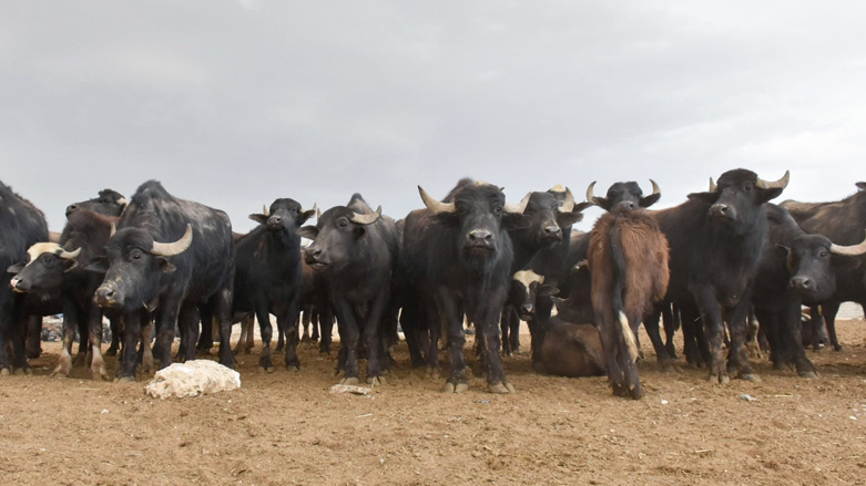 الفيروس ينتقل من الماشية إلى الإنسان - صورة: فرانس برس