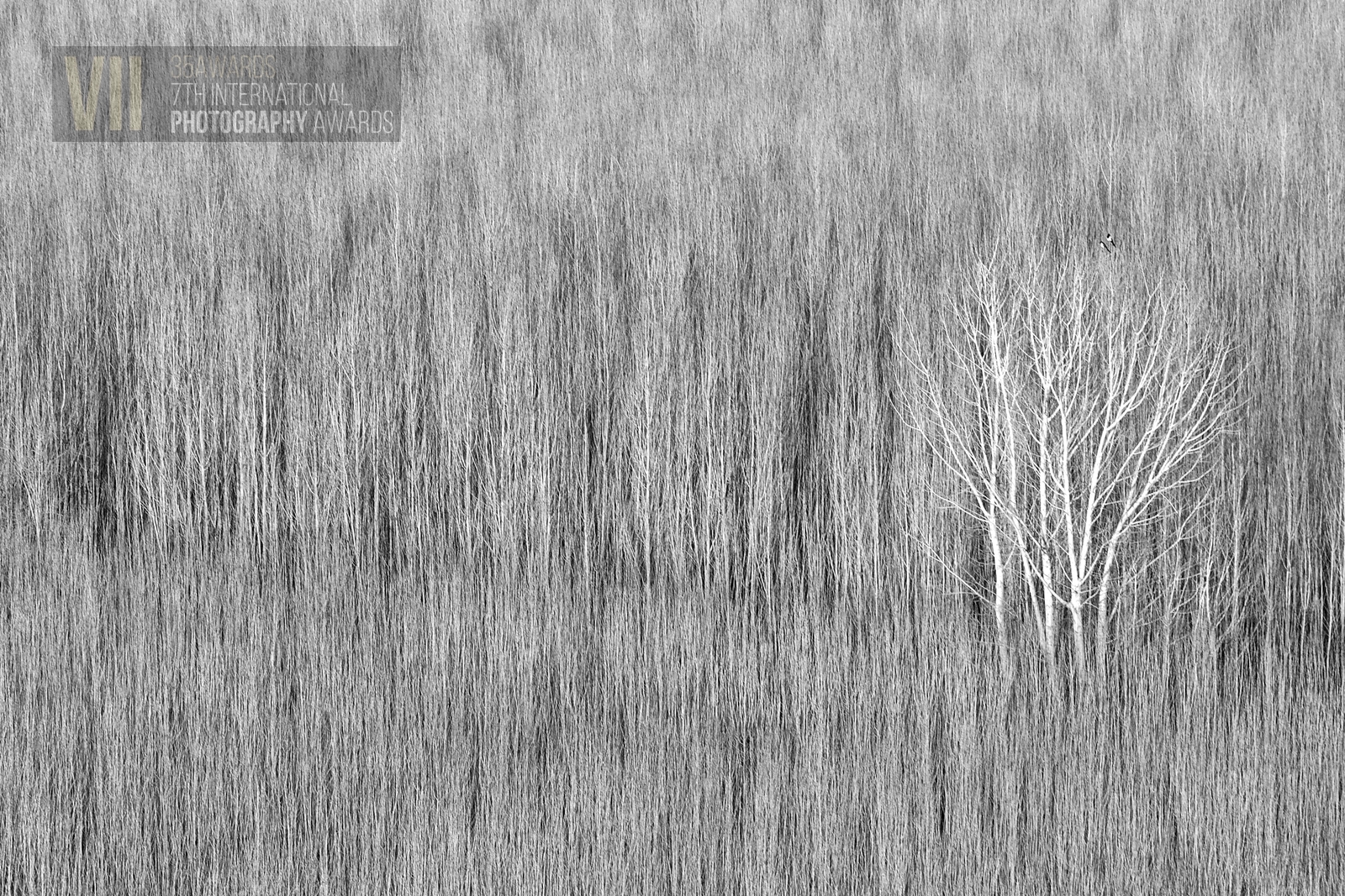 W&ecirc;neya Mehmet Mas&ucirc;m S&ucirc;er 