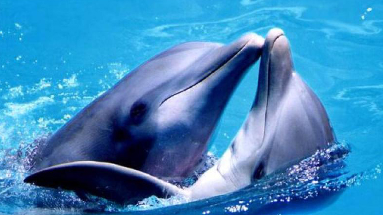 دلفین‌ها اولین مهره‌دارانی هستند که تنها از طریق چشایی یکدیگر را شناسایی می‌کنند