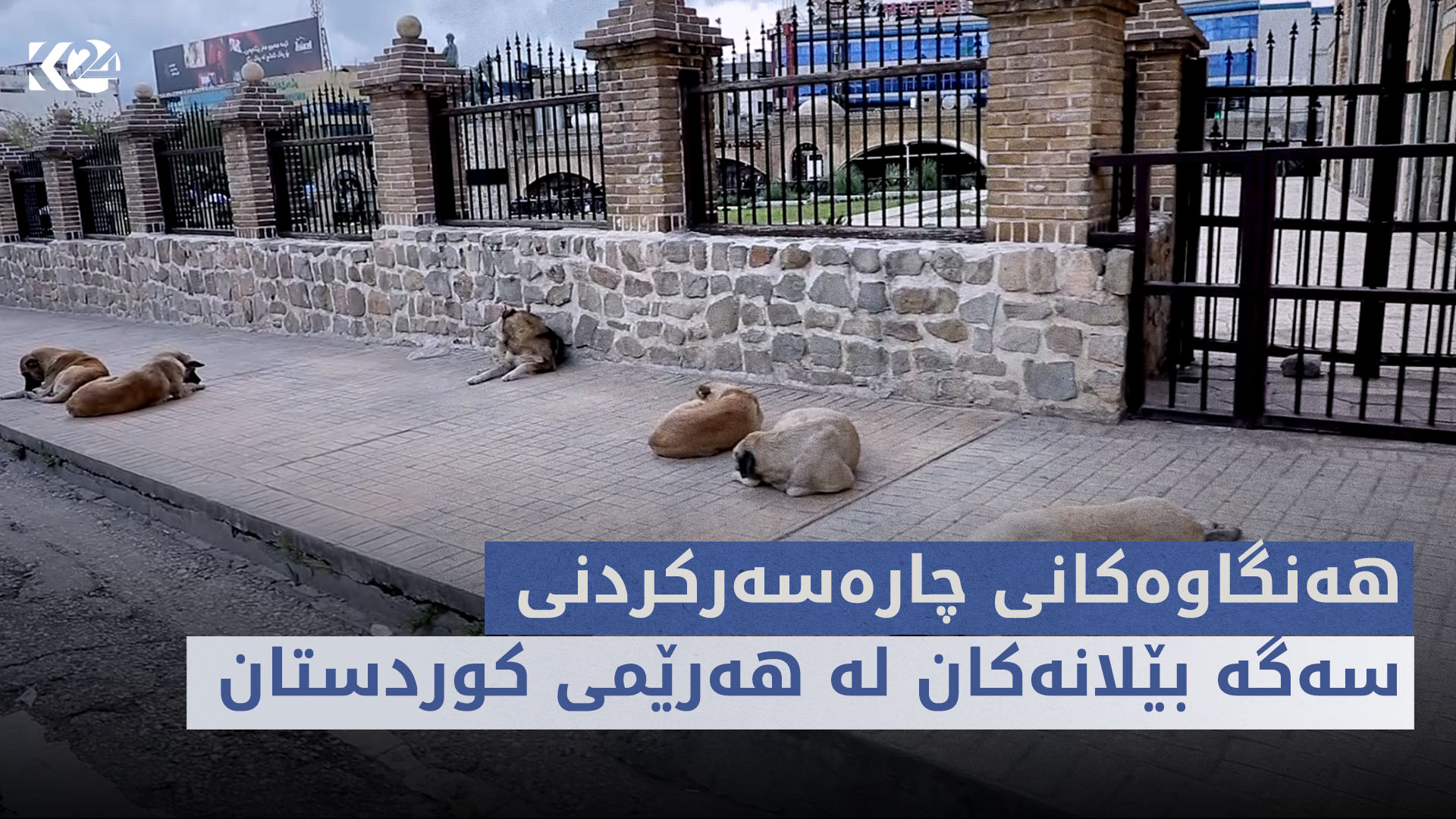 چ باسە | هەنگاوەکانی چارەسەرکردنی سەگە بێلانەکان لە هەرێمی کوردستان