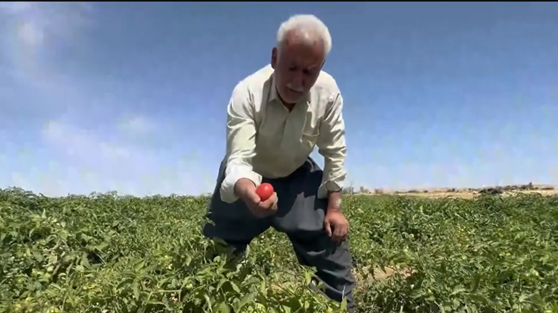 "گوجه ‌فرنگی گرمیان به مرکز و جنوب عراق صادر می‌شود"