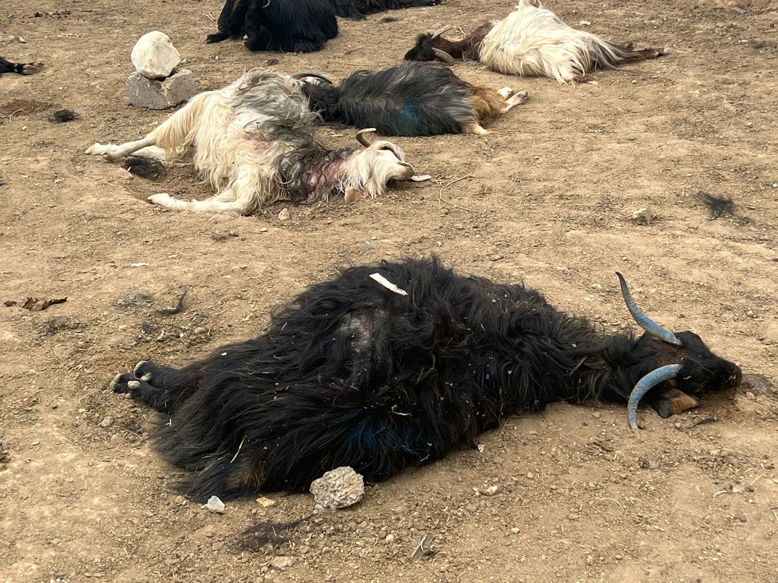 ئەو مەڕ و بزنانەی سەگی بێلانە پەلاماریان داون | وێنە: شەیما باییز - کوردستان24