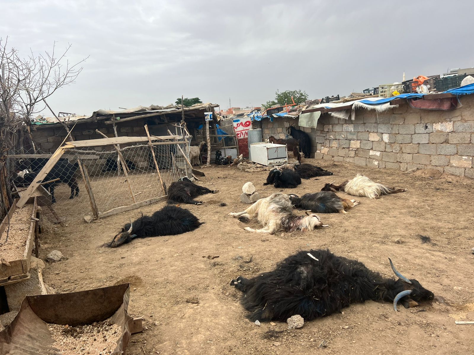 ئەو مەڕ و بزنانەی سەگی بێلانە پەلاماریان داون | وێنە: شەیما باییز - کوردستان24