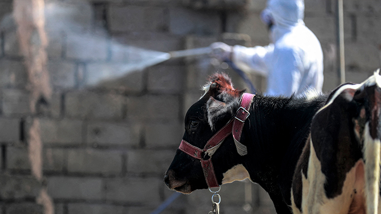 Employees of Iraq's Health Ministry veterinarian department disinfect, as a precaution against the spread of Congo haemorrhagic fever, past cows at a farm in the southwestern Baghdad suburb of al-Bouaitha, May 22, 2023. (Photo: Ahmad Al-Rub