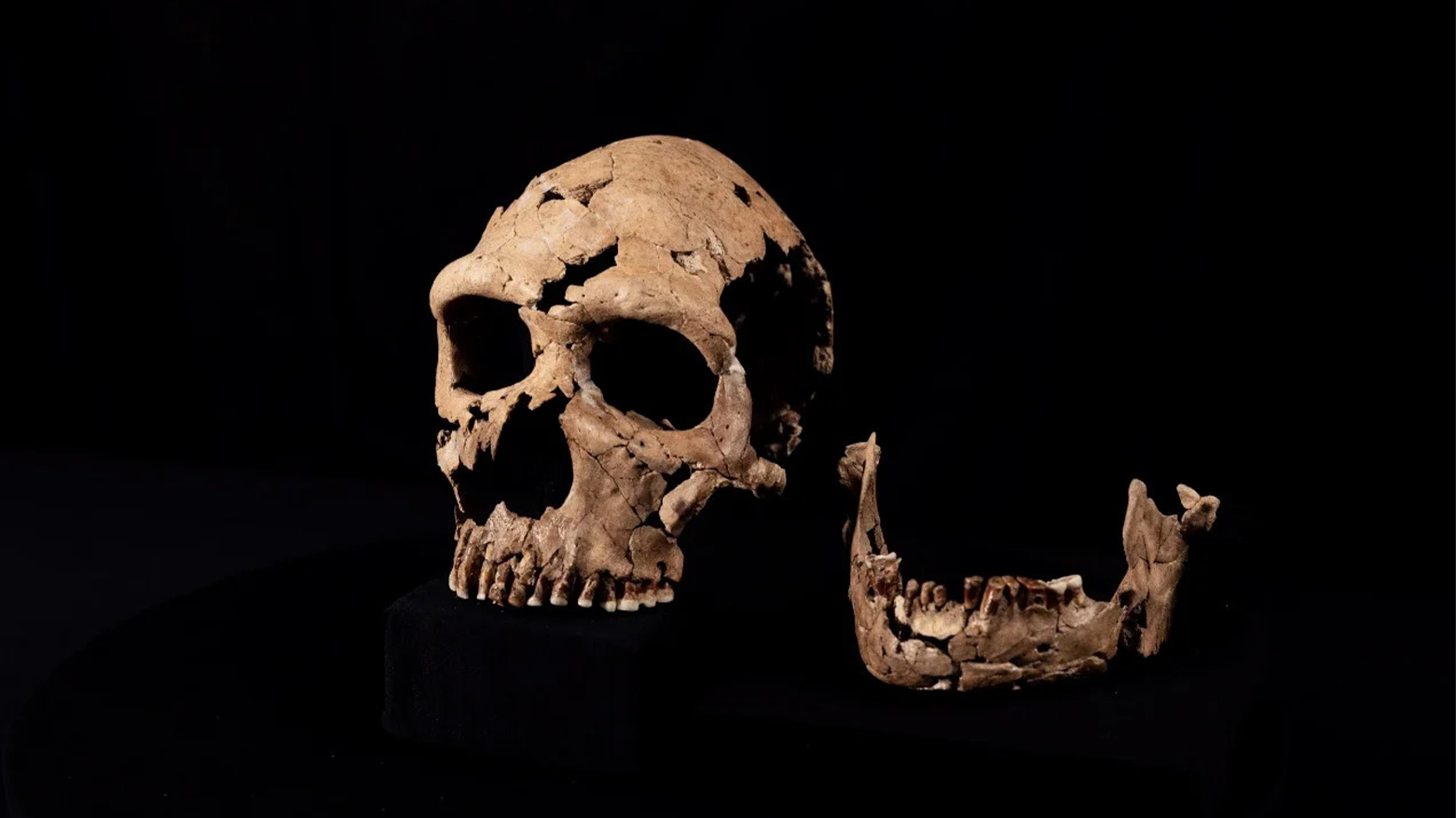 The skull of Shanidar Z. (Photo: Cambridge University)